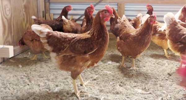 Brown feathered hen stands out from group of other brown feathered hens in clean, spacious cage free barn.