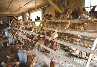 Cage free hens perching on wooden bird perches, feeding on all-natural grain and socializing in a spacious barn. 