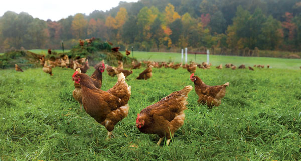 Brown feathered hens foraging in an open, grassy pasture. 